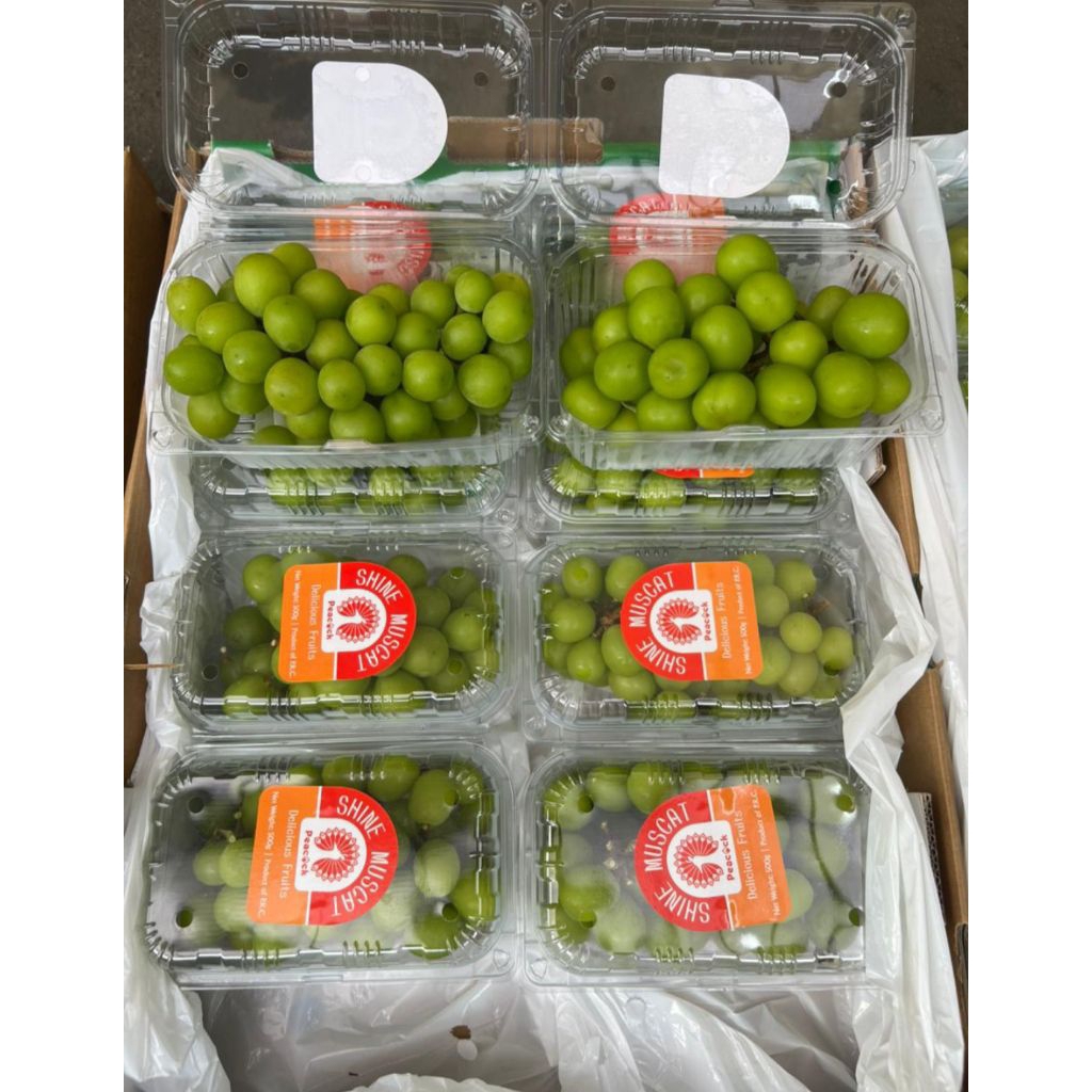 

Anggur Shine Muscat 1 dus 10pack 500gr Seedless