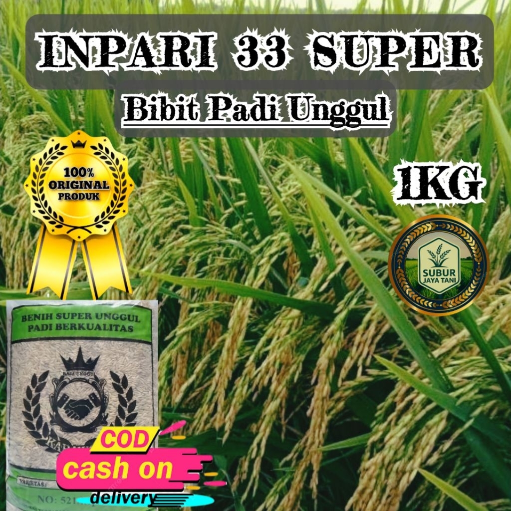 (1KG) Benih Padi INPARI 33 SUPER bibit padi unggul kualitas premium