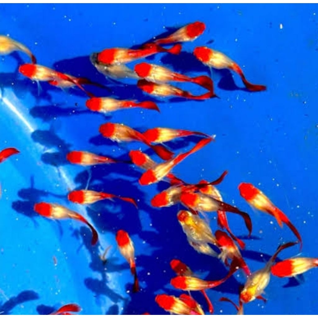 

Packing Sterofoam Koi