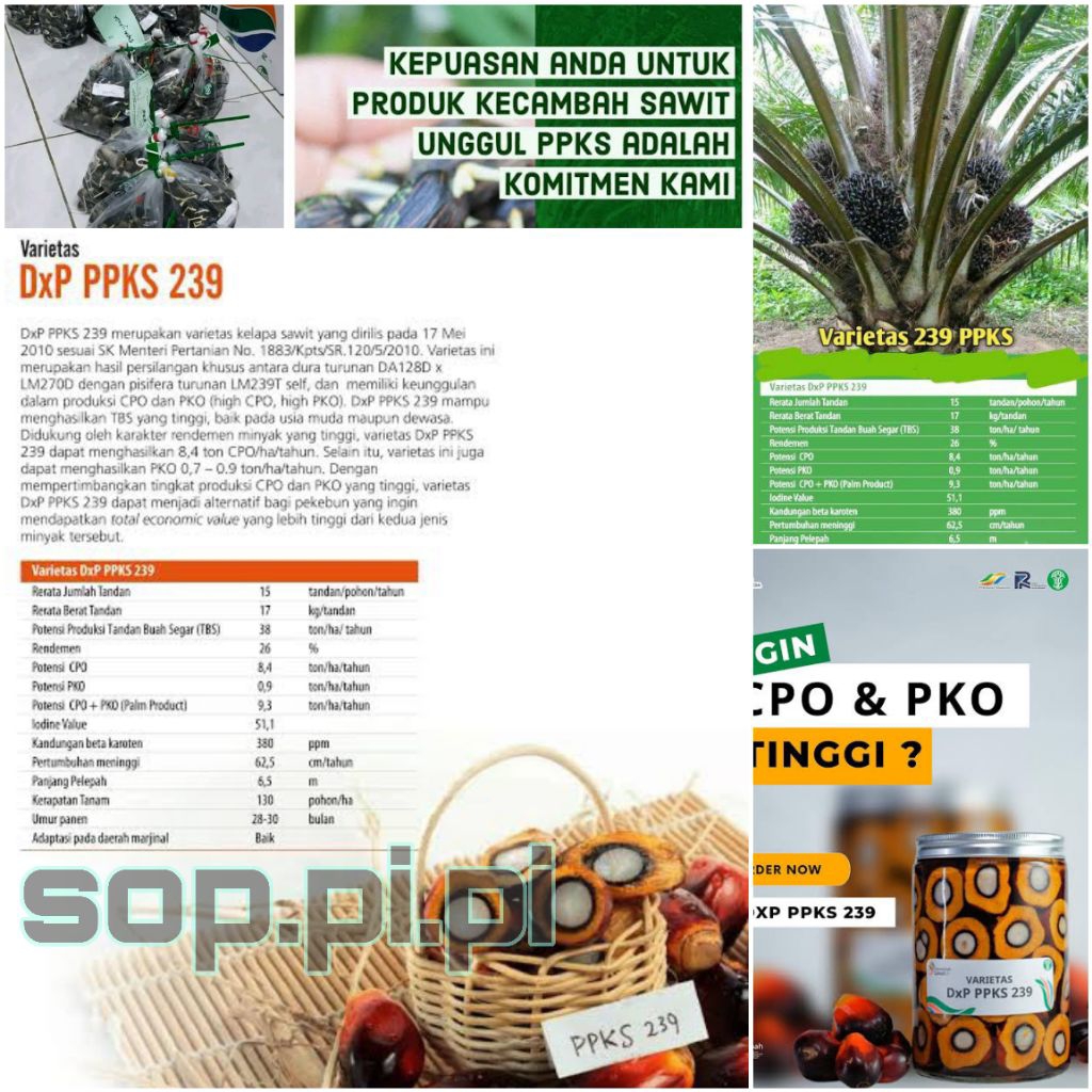 bibit kecambah kelapa sawit unggul bersertifikat