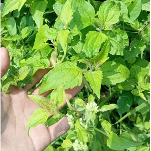 

Daun Krinyuh / Balakacida 250Gram Untuk Bahan Herbal