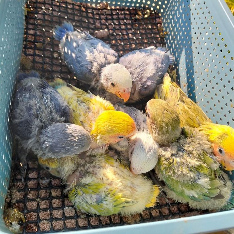 ParrotBoys - Lolohan Burung Lovebird Nonklep Roseicollis Pallid Vio Ekor Biru Ungu Mata Hitam