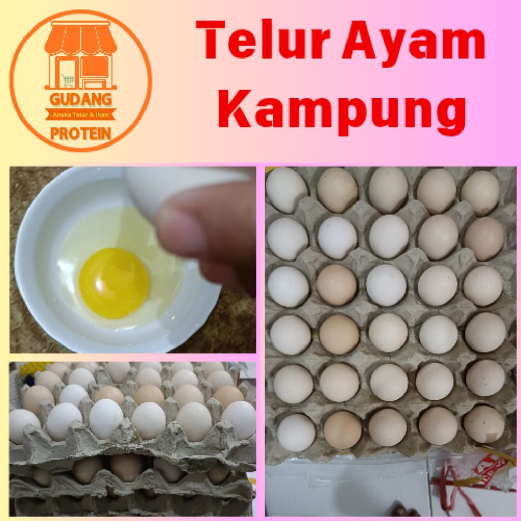 

Telur ayam kampung Fresh Termurah