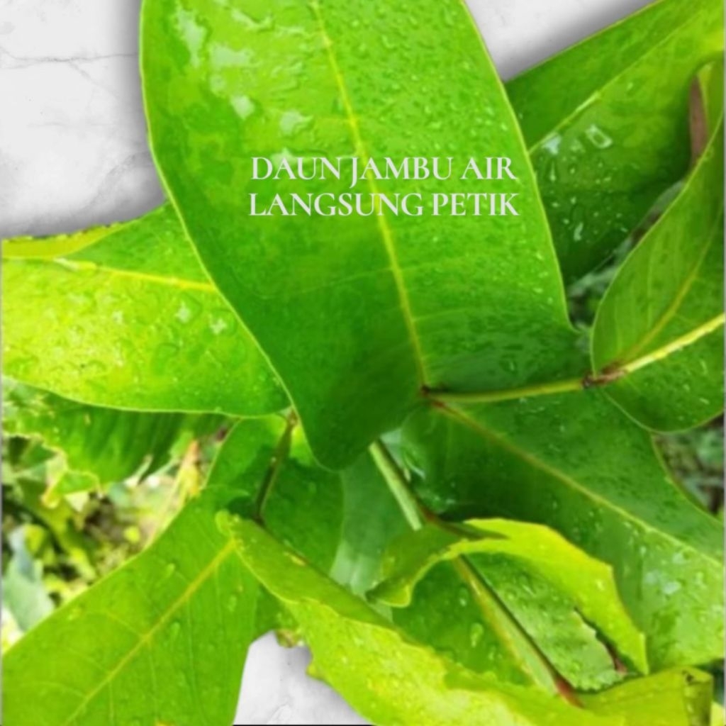 

Daun jambu air segar langsung petik 250gr
