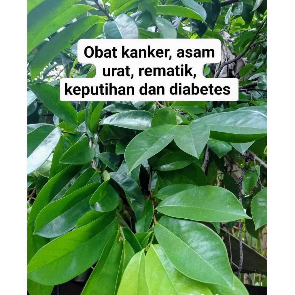 

100 lembar daun sirsak Ter baik segar