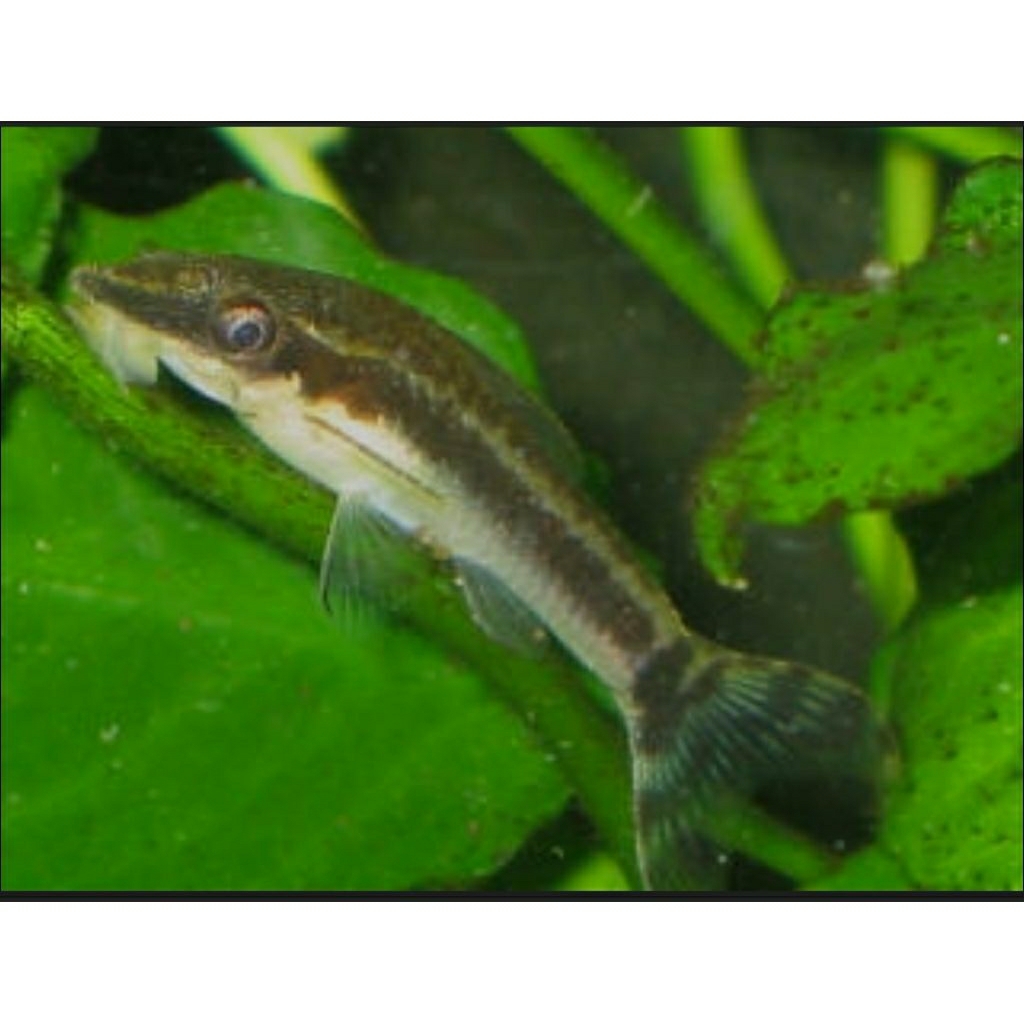 Sellyliavitaliavita Otocinclus Affinis / Hiasan Aquarium / Hiasan Aquascape / Pembersih Aquarium /