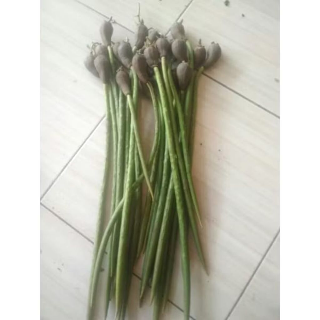 BIBIT BAKAU MURAH / TANAMAN MANGROVE