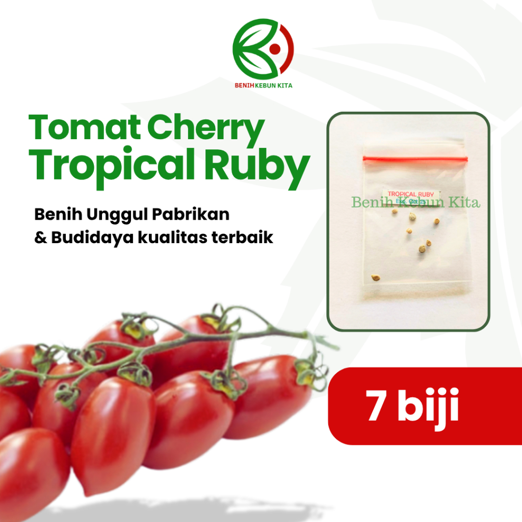 Benih Tomat Cherry Tropical Ruby  Biji Tanaman Tomat Ceri Tropical Ruby