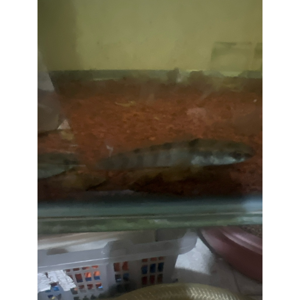 channa red barito bar tebal