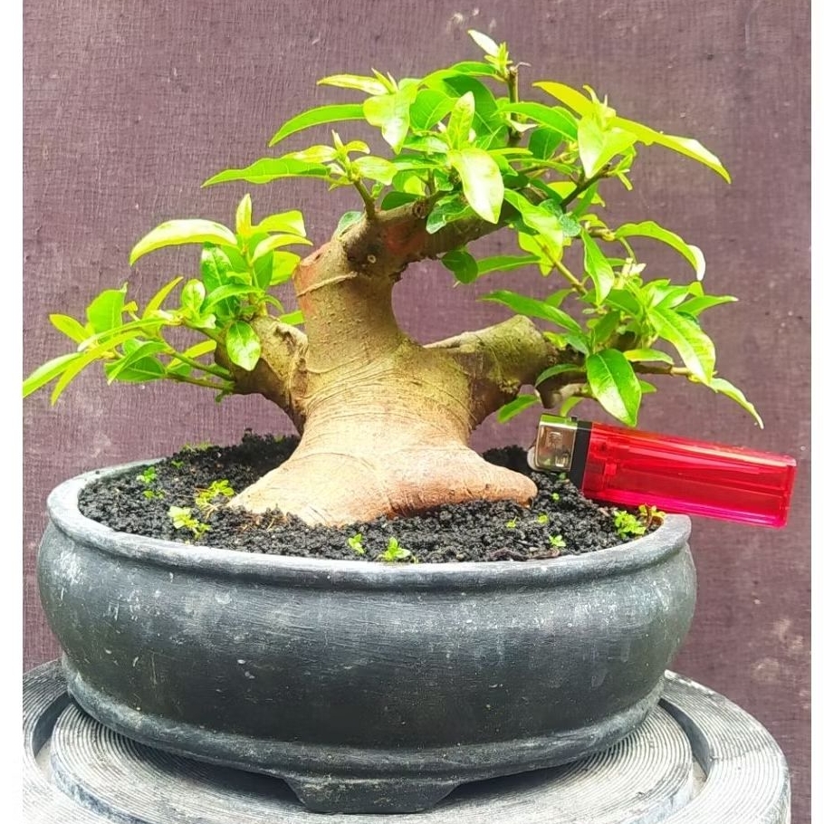 bonsai ficus loa  bogel realpic + potnya