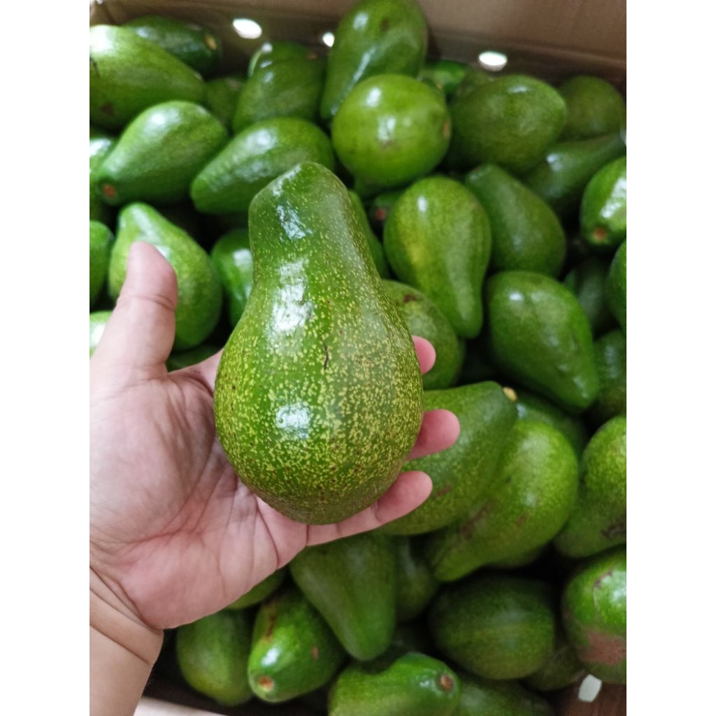 

JURAGAN BUAH ALPUKAT MENTEGA KUALITAS SUPERMARKET (1 KG)