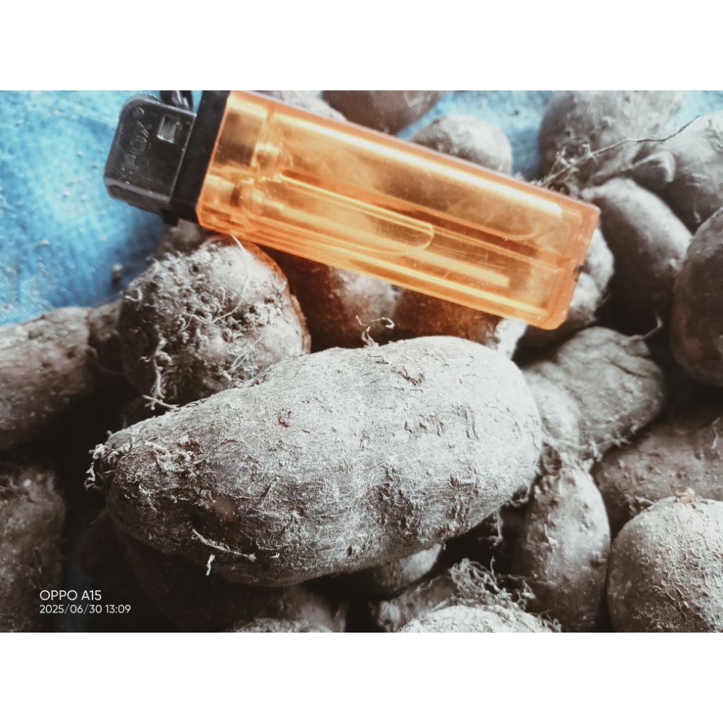 

kentang klici/ kentang hitam/ kentang bulu super pilihan besar 1kg
