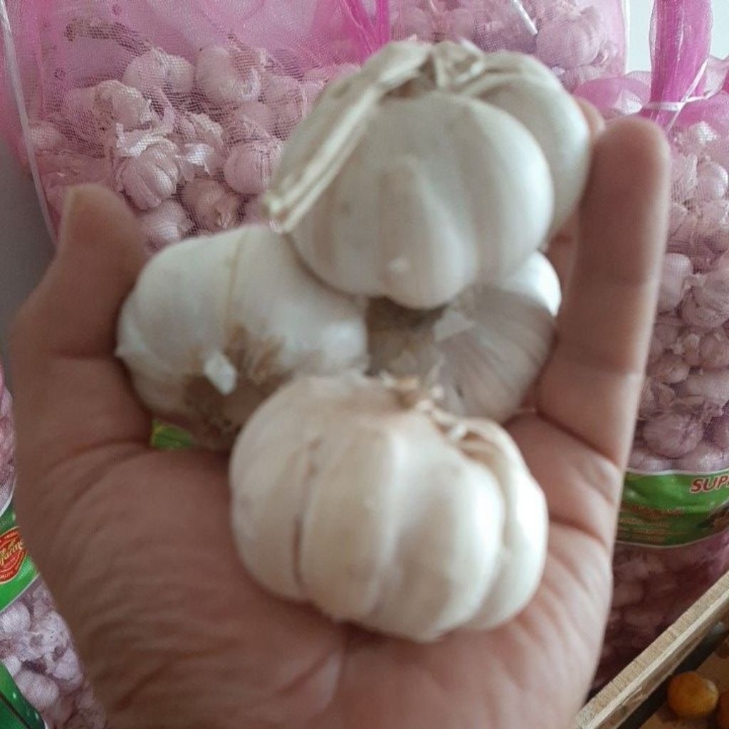

Bawang Putih 1kg termurah