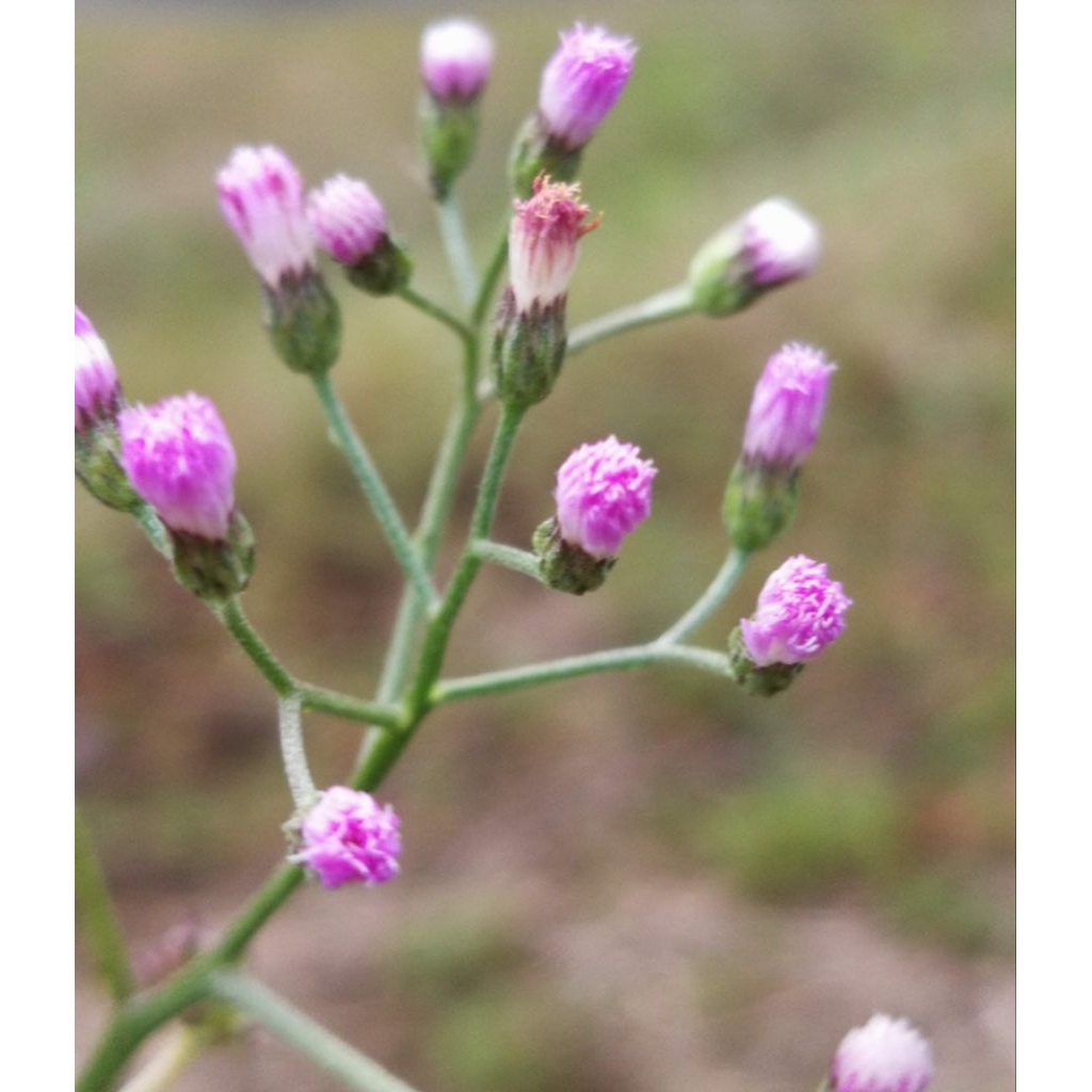 

sawi langit akar dan batang sawi langit 500 gr