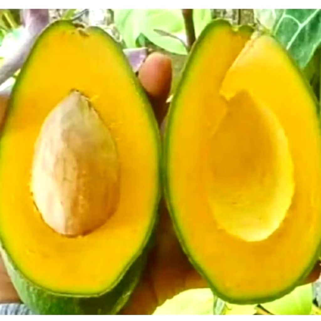 

ALPUKAT MENTEGA 1KG FRESH ENAK LEZAT isi 4-5