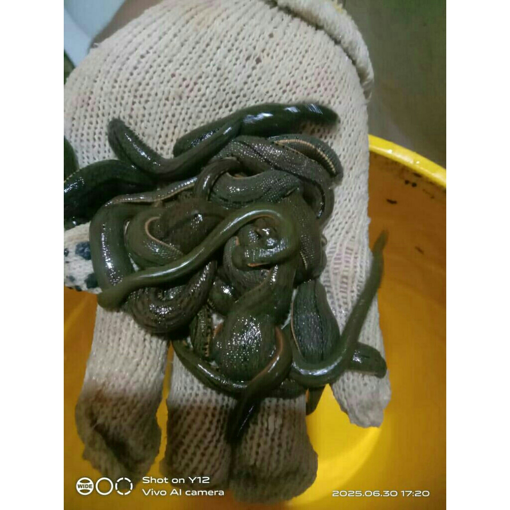 lintah hidup untuk terapi sedang sedang