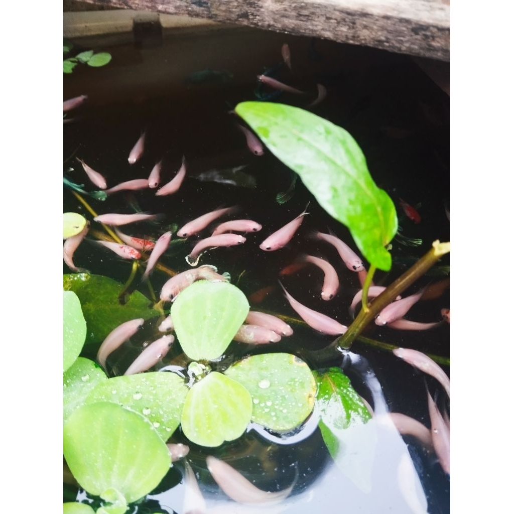 Pakan Ikan Predator Cupang Betina Besgel Dan Selo Harga Perekor