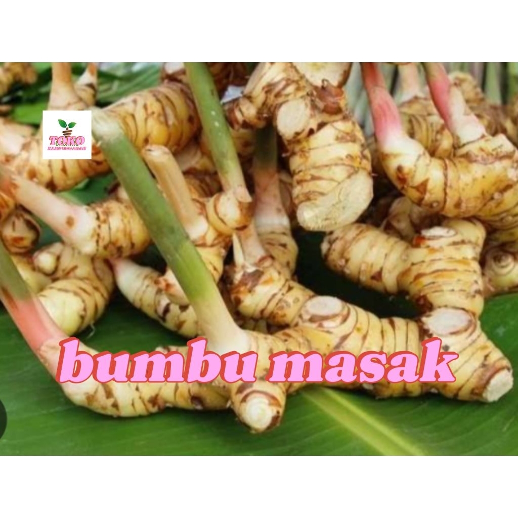 

lengkuas segar bumbu masak 500 gram