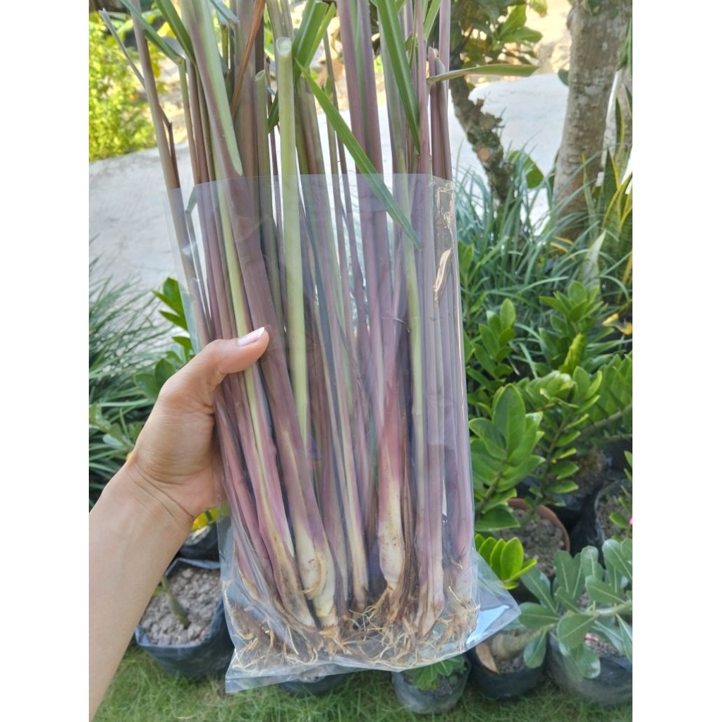 

sereh merah/sereh wangi 500gram