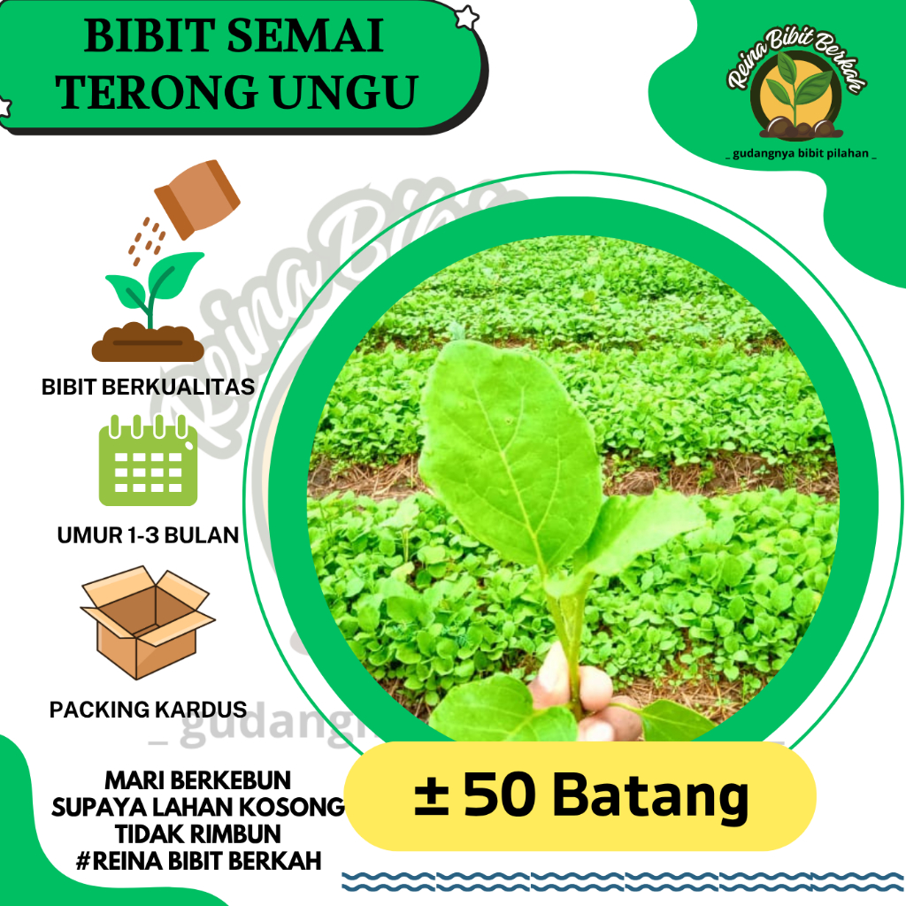 50 BIBIT TERONG UNGU SEMAI SIAP TANAM