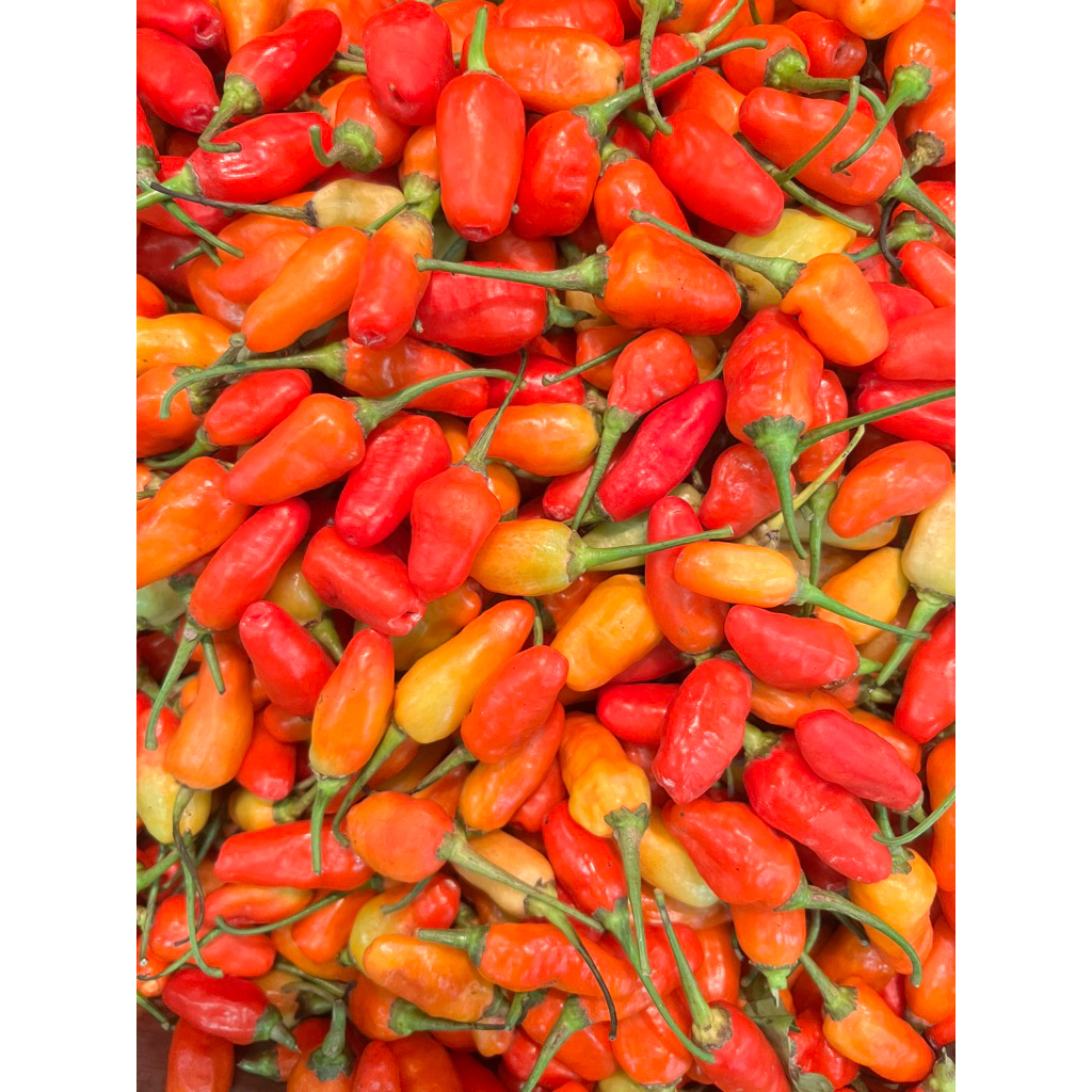 

Cabe Rawit Setan 100g