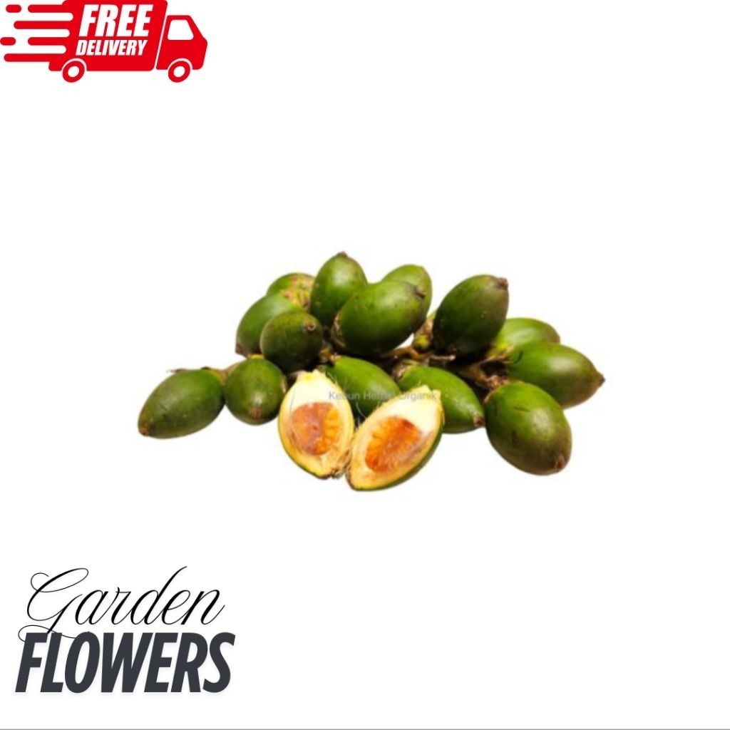 

BUAH PINANG MUDA, JAMBE MUDA SEGAR FRESH 1kg