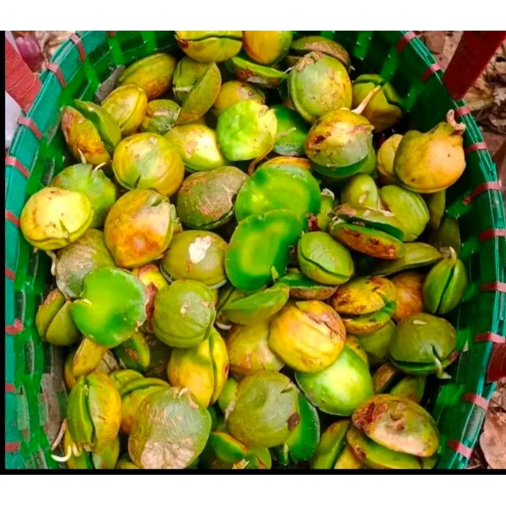 

jengkol beweh, jengkol tua, sepi