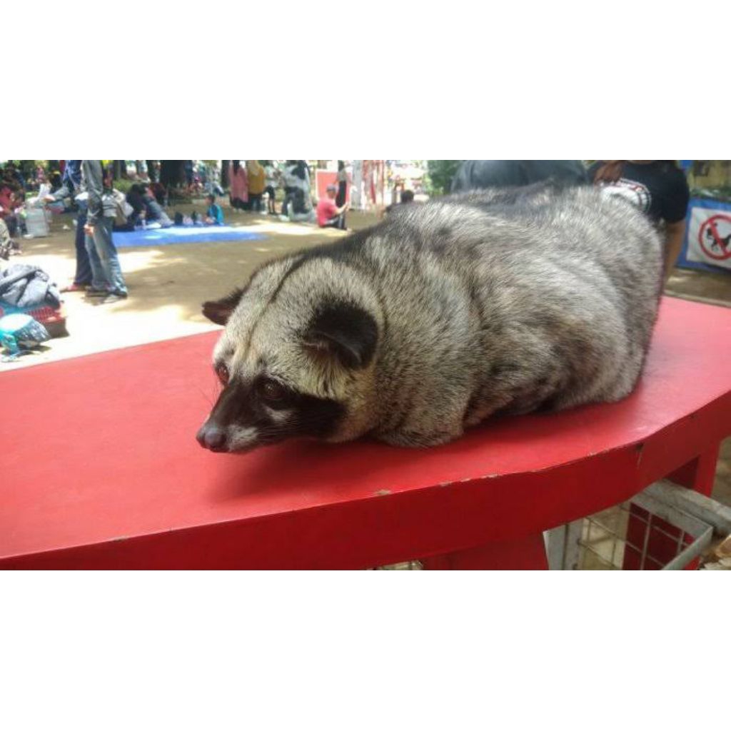 Muspan Obesitas Lucu