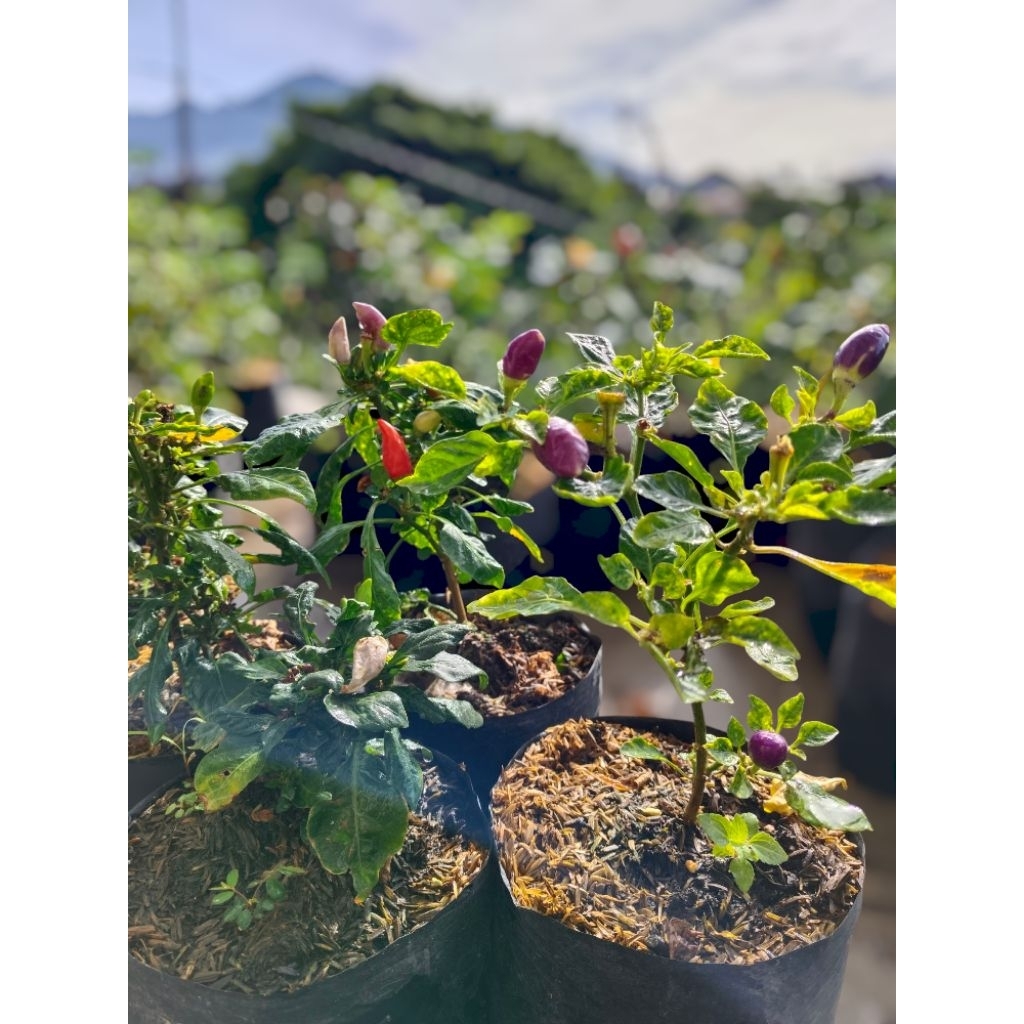 

Tanaman Cabe Pelangi bisa dikonsumsi