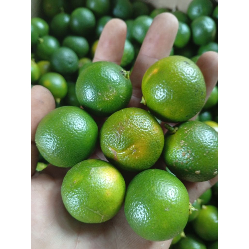 

Jeruk Sonkit Premium fresh 500gr ukuran Random jeruk kunci jeruk kalimasi jeruk lemon cui