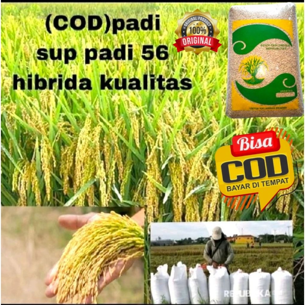 Benih Padi SUPPADI 56 HIBRIDA UNGGUL BIJI PADI DI SORTIR 90% BERKUALITAS Kemasan 5Kg