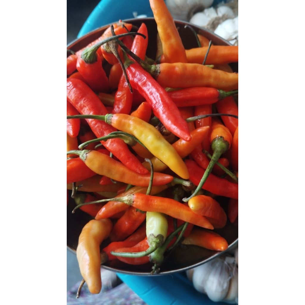 

lombok kecil asmoro 1kg