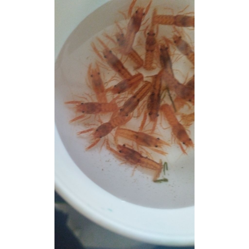 Mainan Udang Mexico / Mainan Lobster Mini Orange