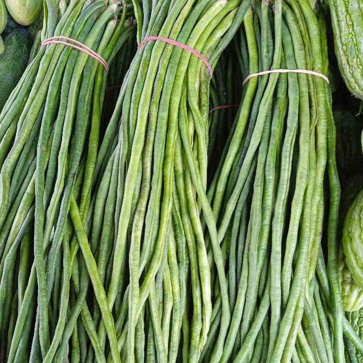 

Kacang Panjang