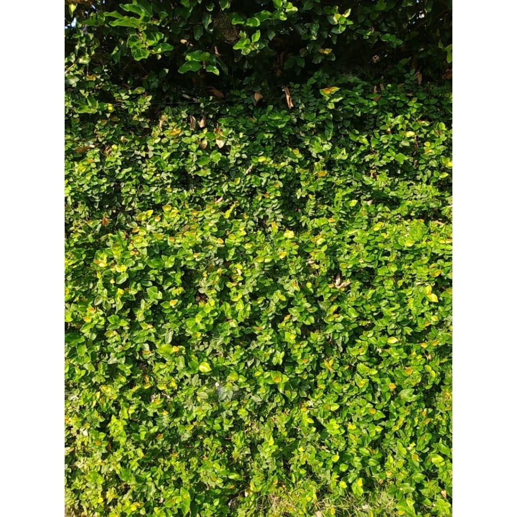 

Steak Dolar Mini fress cut