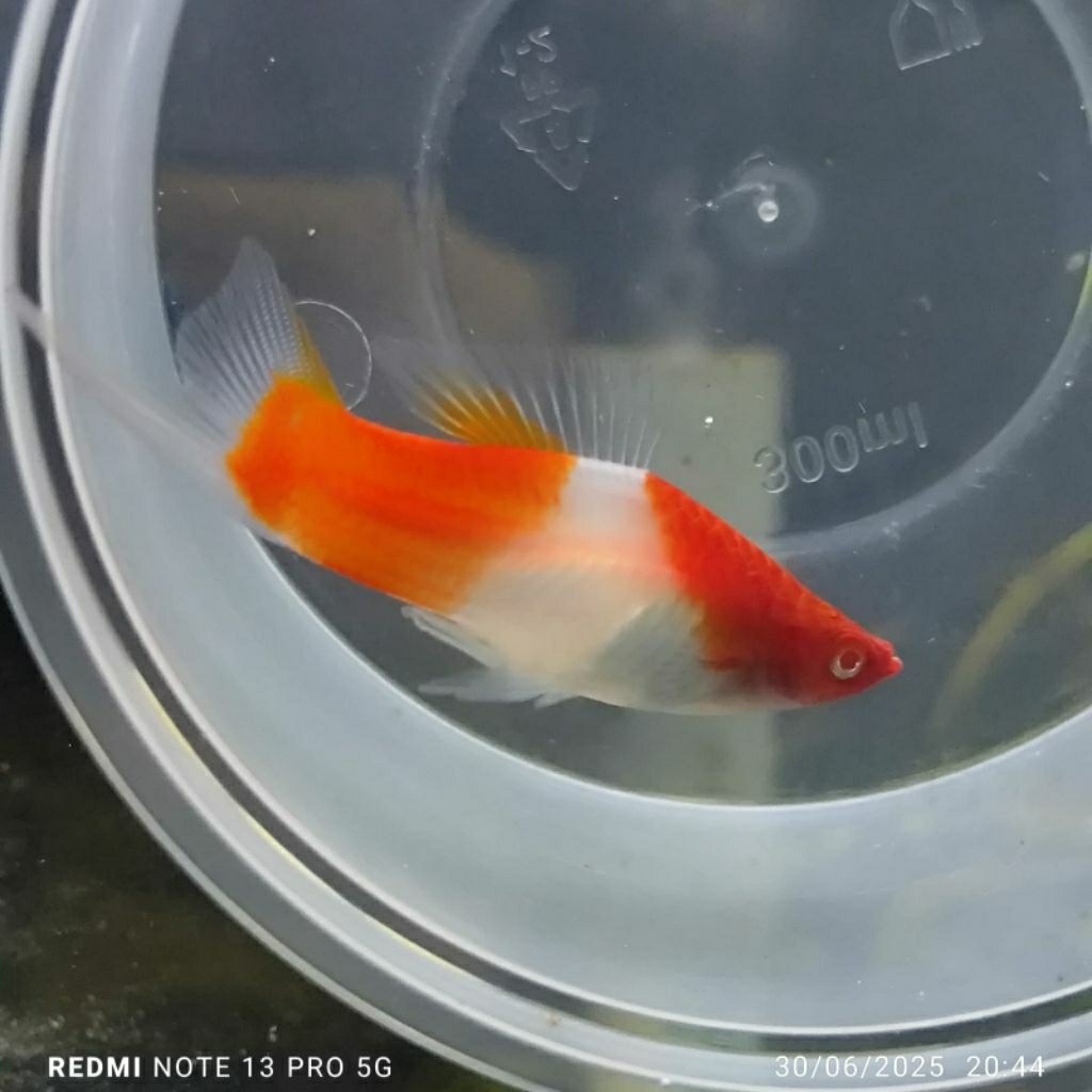 aquascape kohaku swordtail/Santa Claus/aquascape/hiasan