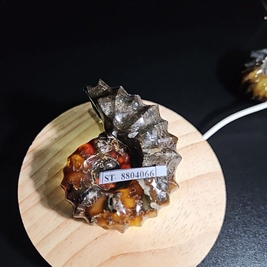 CRYSTAL AMMONITE  Madagascar Rough HQ BATU ASLI