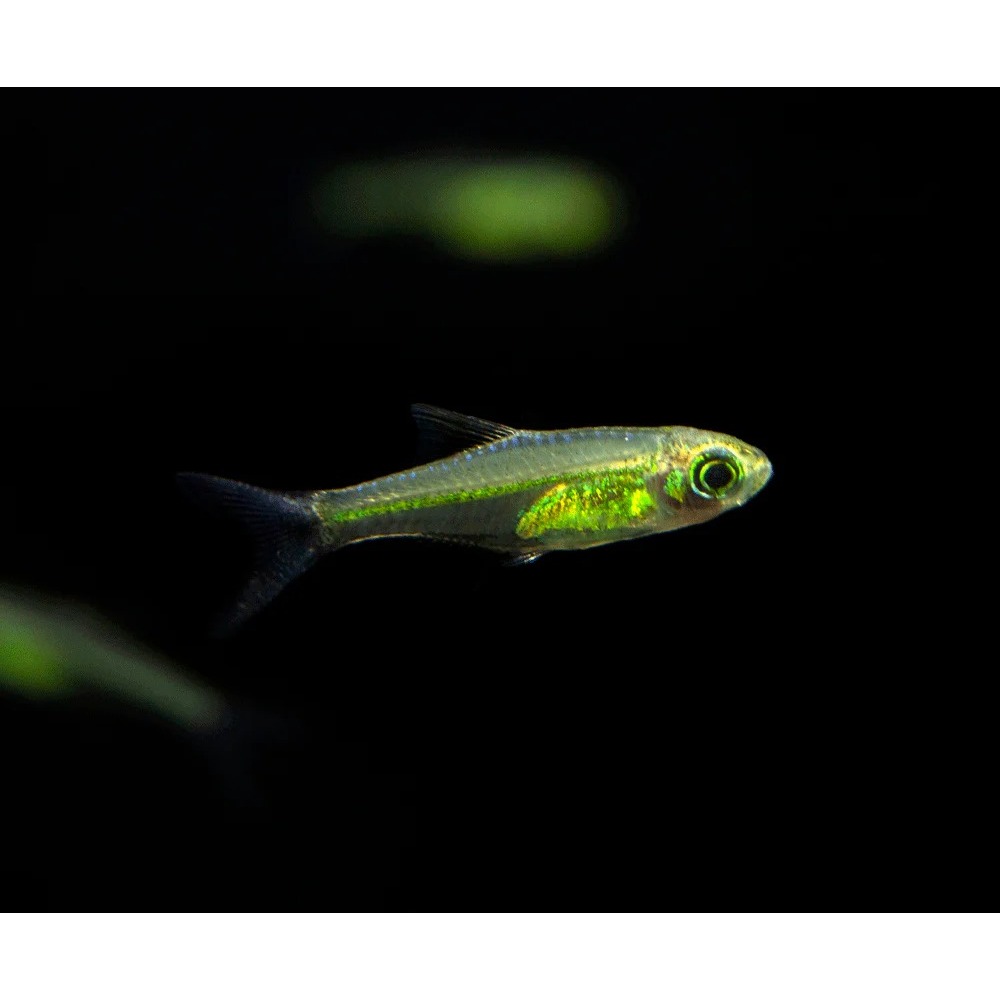 Ornamental Kubotai Rasbora