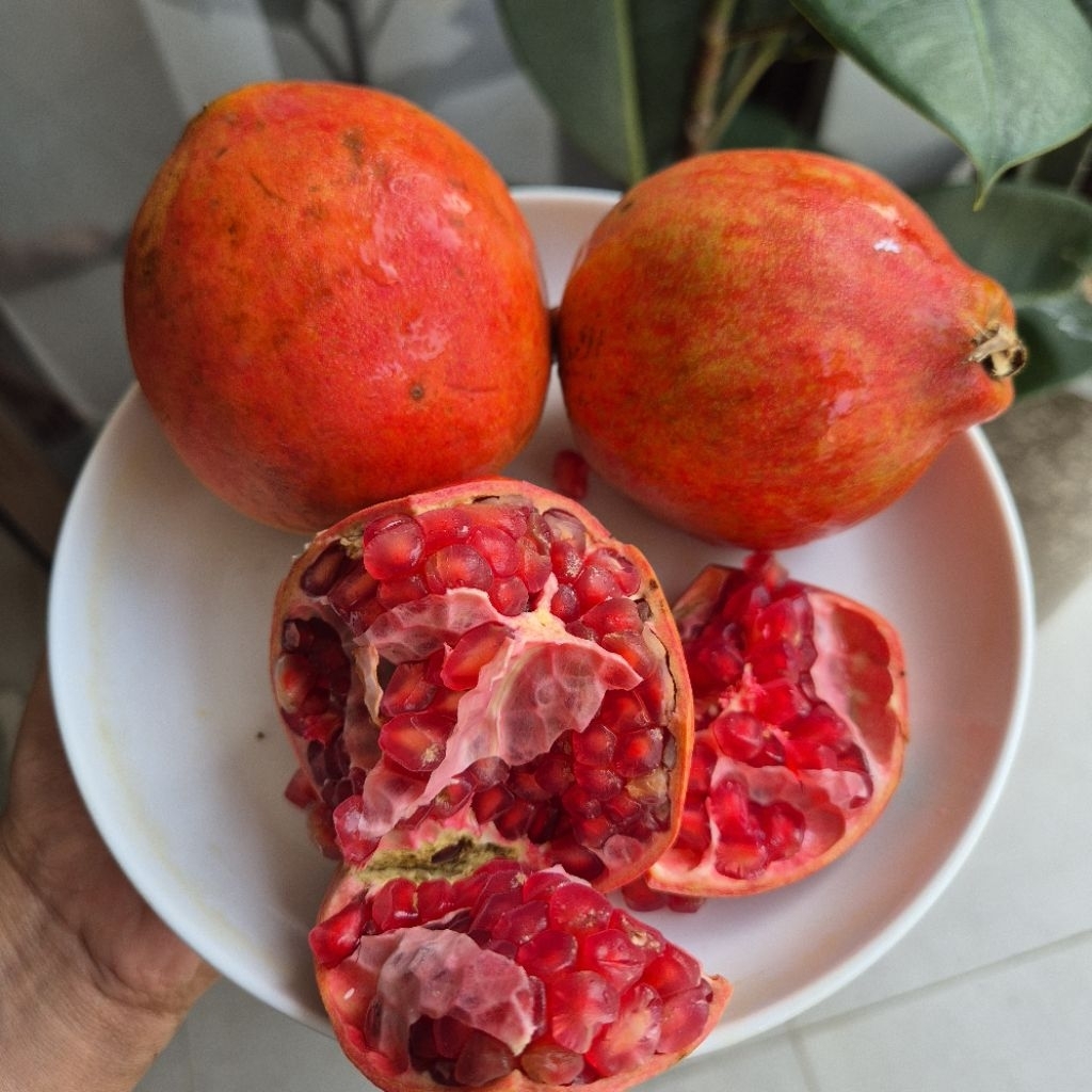 

BUAH DELIMA MERAH IMPORT (1BUAH)