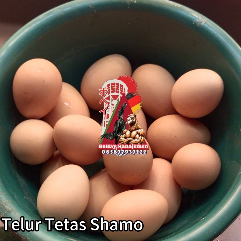 

Telur Ayam Shamo Eropa