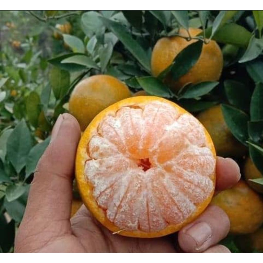 

jeruk siem madu manis MALANG 1 kg fresh dari petani