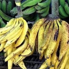 

Buah pisang tanduk sukabumi 1 Tandan