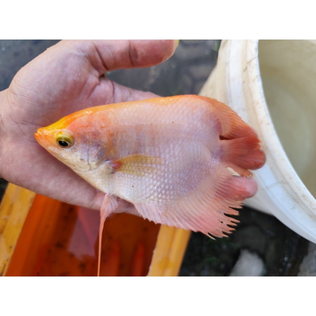 [KHUSUS PULAU JAWA] Ikan Gurame Padang Short Body/Unik 4 Jari