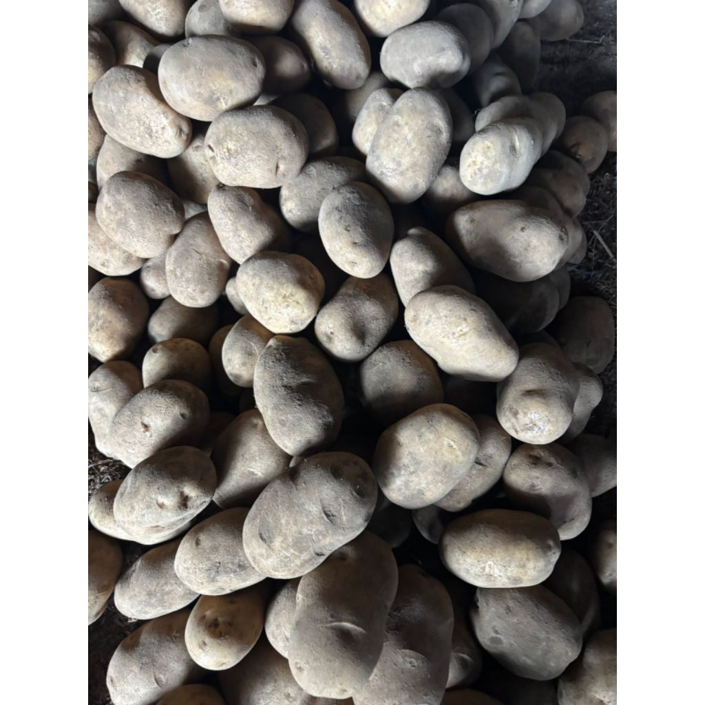 

kentang JURANG KUALI batu kuning 500gr