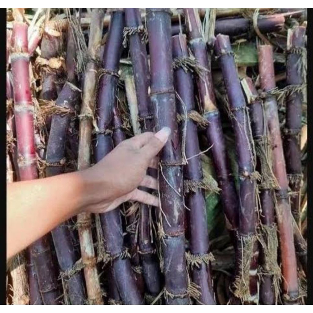 

tebu hitam / tebu wulung / tebu ireng 1kg
