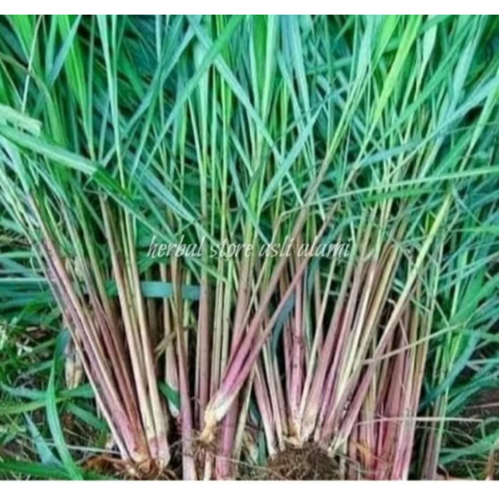 

sereh merah atau sereh wangi segar 1kg