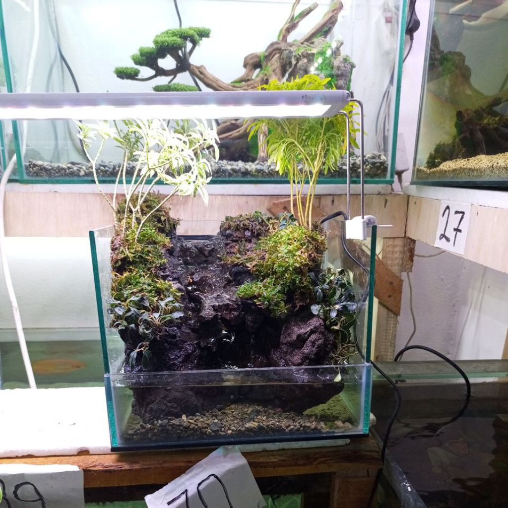 paludarium fullset size 25x20x20cm siap pandang,