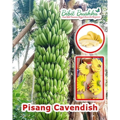 

Pisang Cavendis 1 Sisir Dikirim Langsung