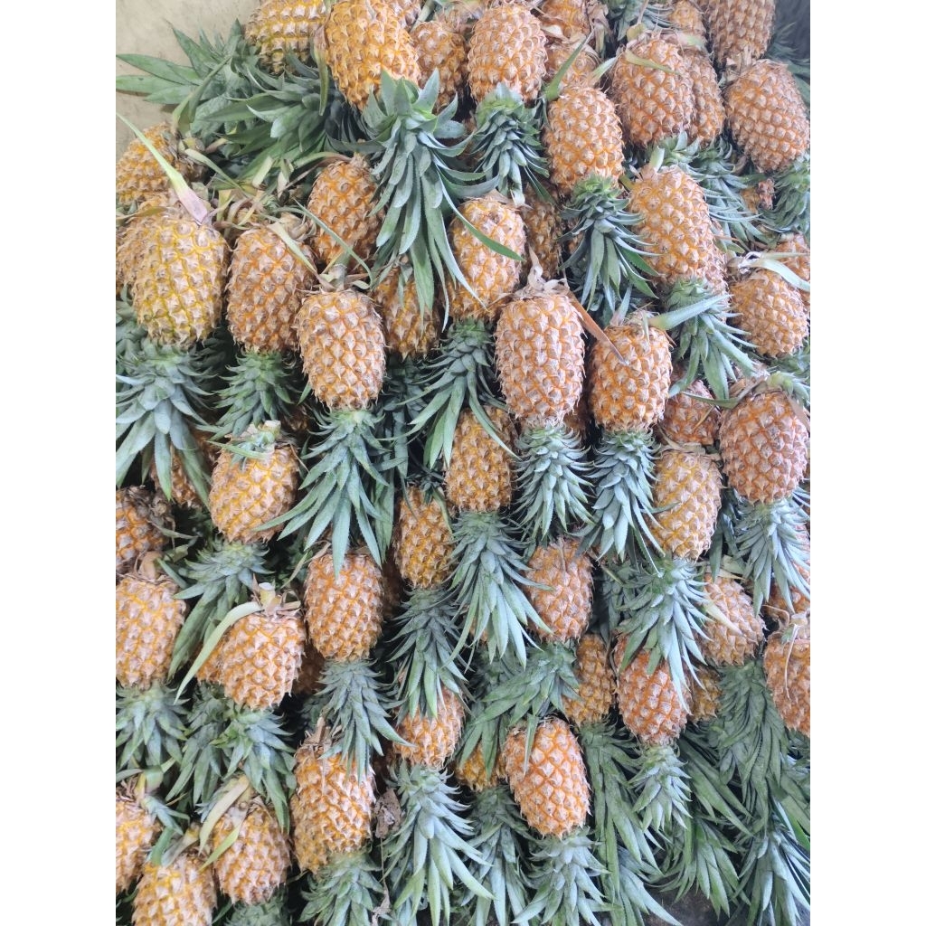 

Nanas Palembang Utuh 1 Buah Manis, Tidak Terlalu Banyak Air | Cocok untuk Selai / Masakan