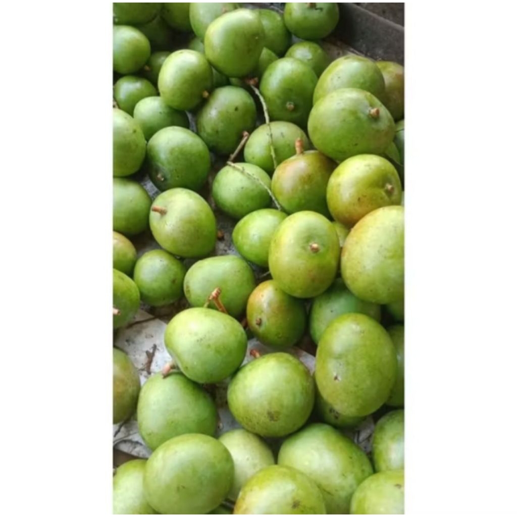 

Mangga Apel Muda Belah Biji 1kg